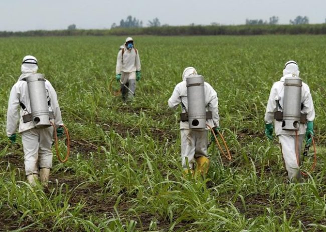 monsanto