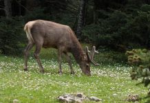 WWF: Στα πρόθυρα εξαφάνισης το κόκκινο ελάφι στην Ελλάδα ελάφι