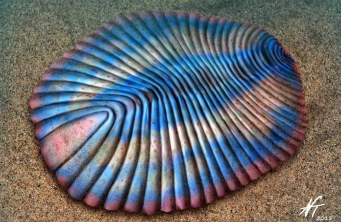 dickinsonia