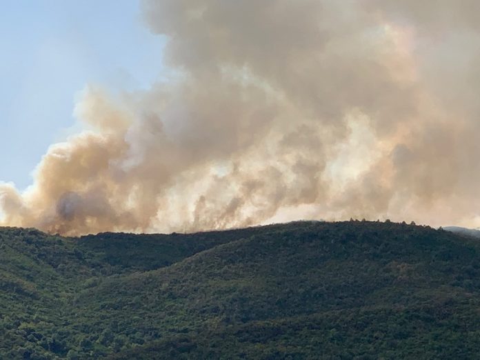 αγρίνιο
