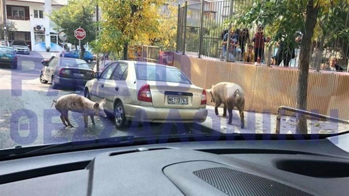 γουρούνια