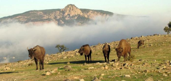 βίσονες
