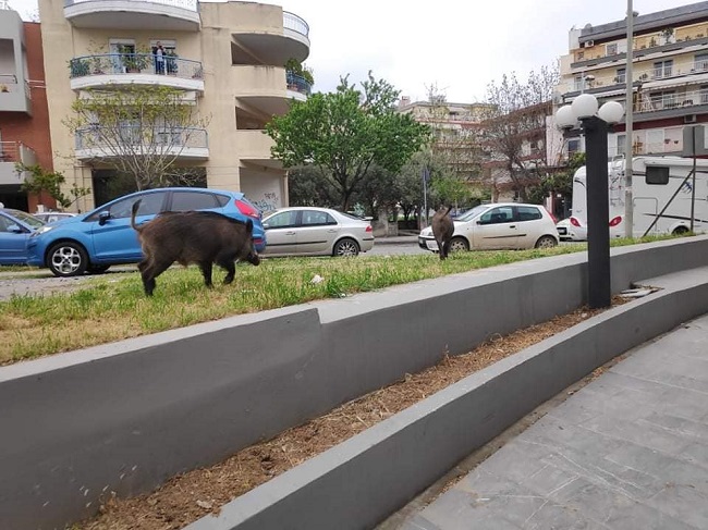 Αγριογούρουνα περιφέρονται