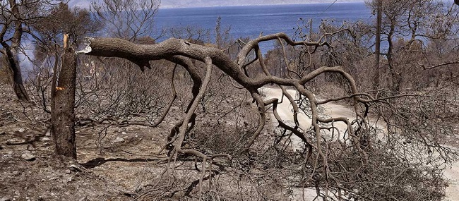 Ποια είδη ζώων χάθηκαν