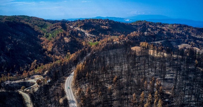Τα επόμενα βήματα για τα δάση