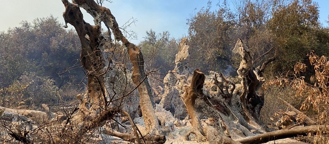 Η μνημειώδης ελιά στις Ροβιές