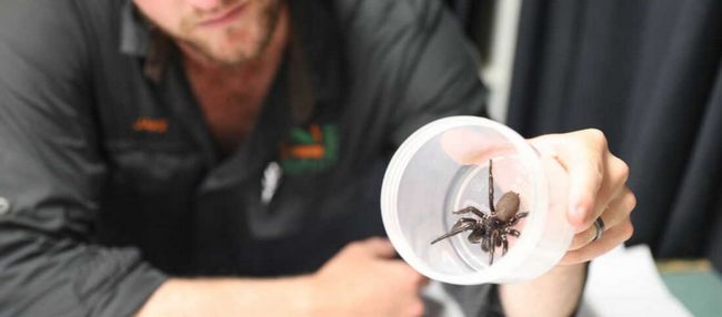 Αυστραλία: Αράχνη τρυπάει νύχια με τα δόντια της-Εστάλη σε ζωολογικό κήπο
