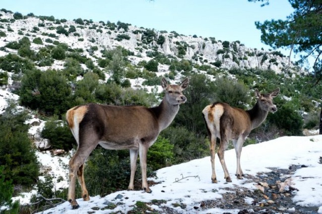Μαγευτικές εικόνες από τη χιονισμένη Πάρνηθα