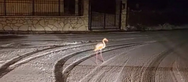 Φλαμίνγκο κάνει βόλτα μέσα στα χιόνια