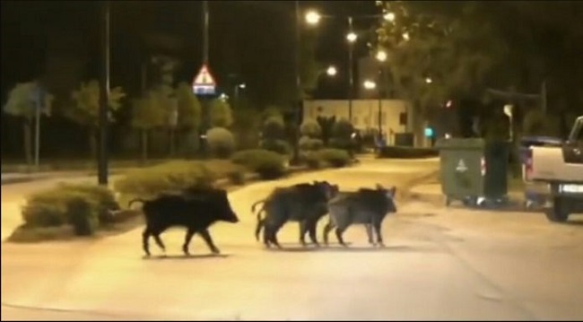Αγριογούρουνα για ρεβεγιόν πέρναγαν